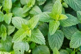 Organic Catnip